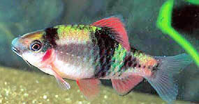 Puntius fasciatus